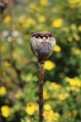 Poppy (Papaver) - a decorative garden plant opium