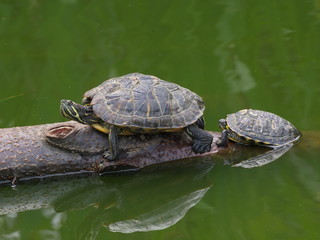 Schmuckschildkr&ouml;te (Trachemys scripta) mit Nachwuchs