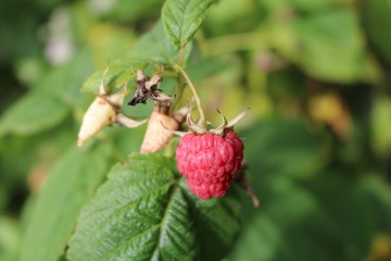 Raspberry ordinary (Rubus idaeus) - shrub with delicious berries