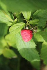 Raspberry ordinary (Rubus idaeus) - shrub with delicious berries