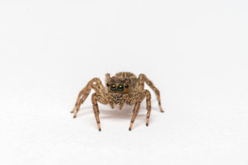 small jumping spider on a white background
