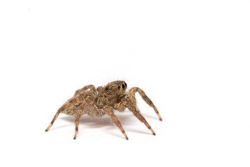 small jumping spider on a white background
