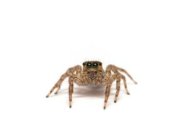 Jumping spider isolated over white. Macro photo
