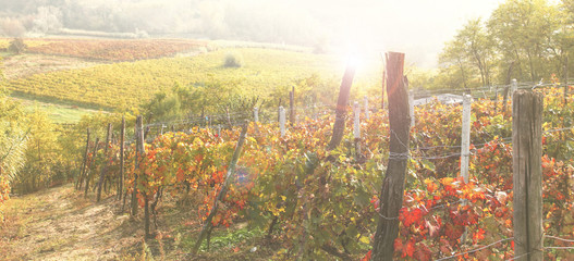 paesaggio con vigneto in controluce