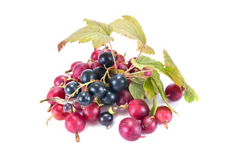 Sprig of blackberry and berry of gooseberry