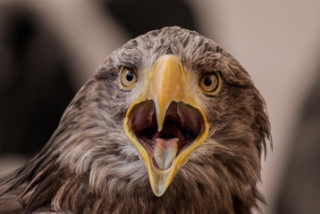 frontales Seeadler Porträt mit offenem Schnabel