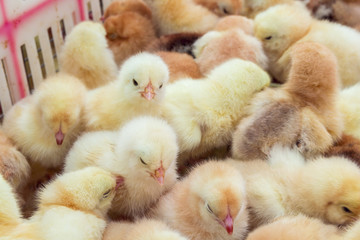 Little chicks crowd gathered in the cage. Young chicks on a poul