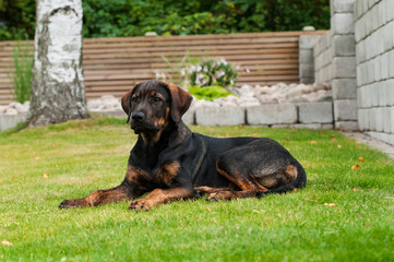 A portrait shot of a mixed breed dog laying on lawn guarding, watching the surrounding