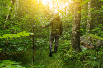 A shot from behind of a man walking through thick forest searching for something like animals maybe mushroom