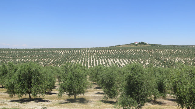 Large Olive Grove