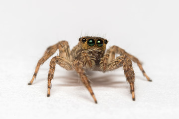 Jumping spider isolated over white. Macro photo
