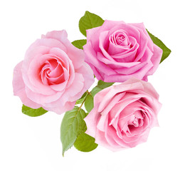 rose flowers bunch isolated on white background