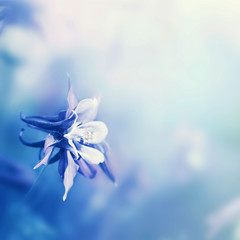 Floral background with small flower. Colored image.