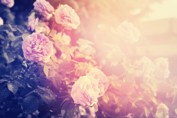 Rose flowers in the garden. Filtered image.