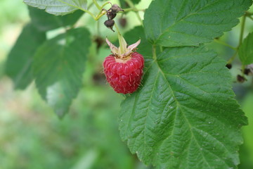 Raspberry ordinary (Rubus idaeus) - shrub with delicious berries