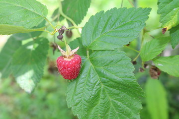 Raspberry ordinary (Rubus idaeus) - shrub with delicious berries