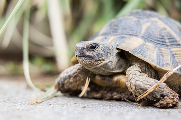Turtle
