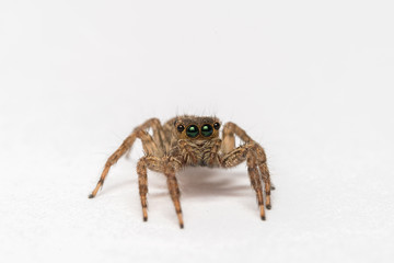 Jumping spider isolated over white. Macro photo
