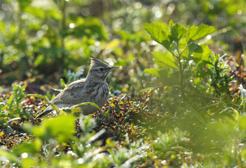 Crested Lark in the grass