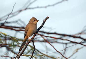 Grey Hypocolius female