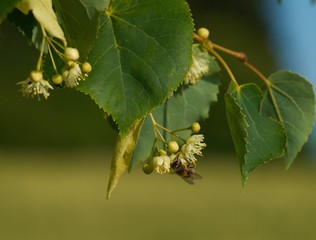 Bee on linden