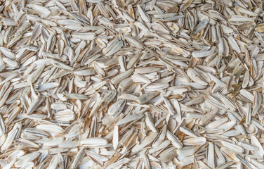 Sunflower seed isolated on white background