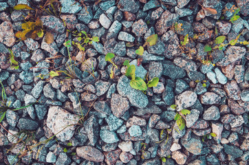 Natural stone wall. Grey rock with green grass background. Ecology concept. Rustic style nature wallpaper. Abstract texture, copyspace for your text.