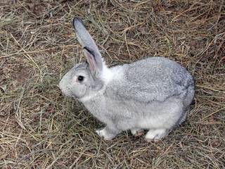 Grey rabbit on grass