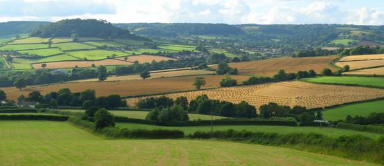 Farmland in East Devon AONB (Area of Outstanding Natural Beauty)