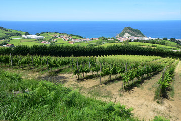 Naklejka premium Weinberg an der Baskischen Atlantikküste