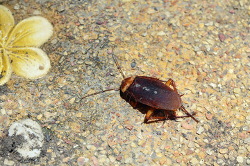 Dead Cockroach isolated on floor
