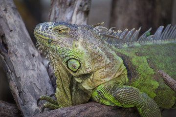 Close-up of Green Iguana