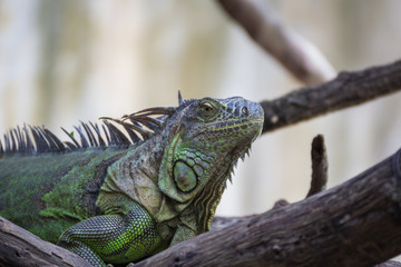 Close-up of Green Iguana