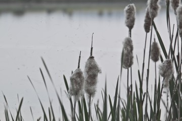 Old open bulrush, Typha latifolia, with reed near water