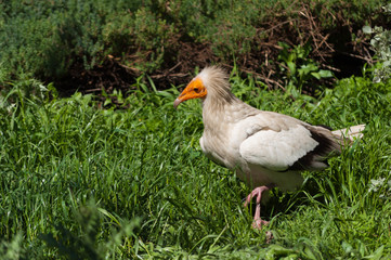 Vautour percnoptère.