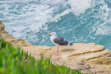 Sea Gull At La Jolla Beach, San Diego California