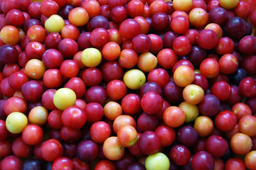 Fototapeta na wymiar Assorted cherry-plums of different colors