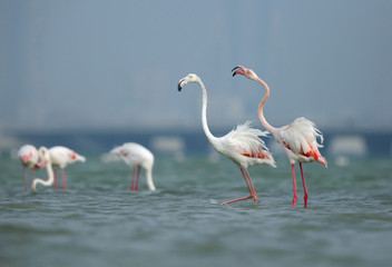 Geater Flamingos feeding