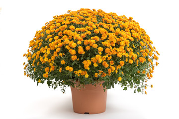 Bronzefarbene Chrysantheme