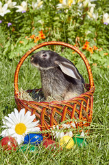 Black bunny in Easter basket