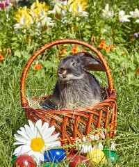 Black bunny in Easter basket