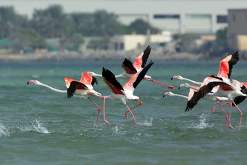 Greater Flamingos running to fly