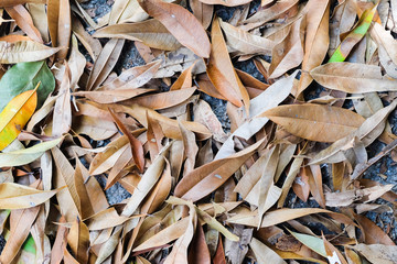 Fallen brown leaf,Dry leafs