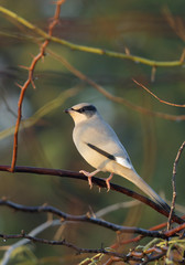 Grey Hypocolius on tree