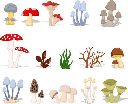 different kinds of mushrooms