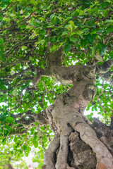 Fototapeta premium Banyan or ficus bonsai tree.
