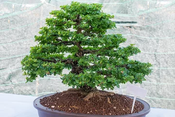  Banyan or ficus bonsai tree. © pojvistaimage