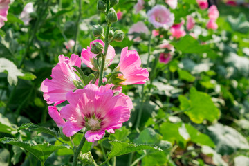 Beautiful pink flowers.