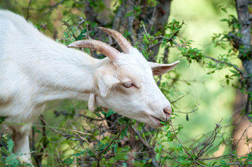 Portrait of a white goat on a pasture