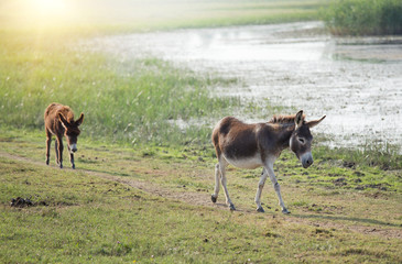 Two donkeys walking beside pond in summer time